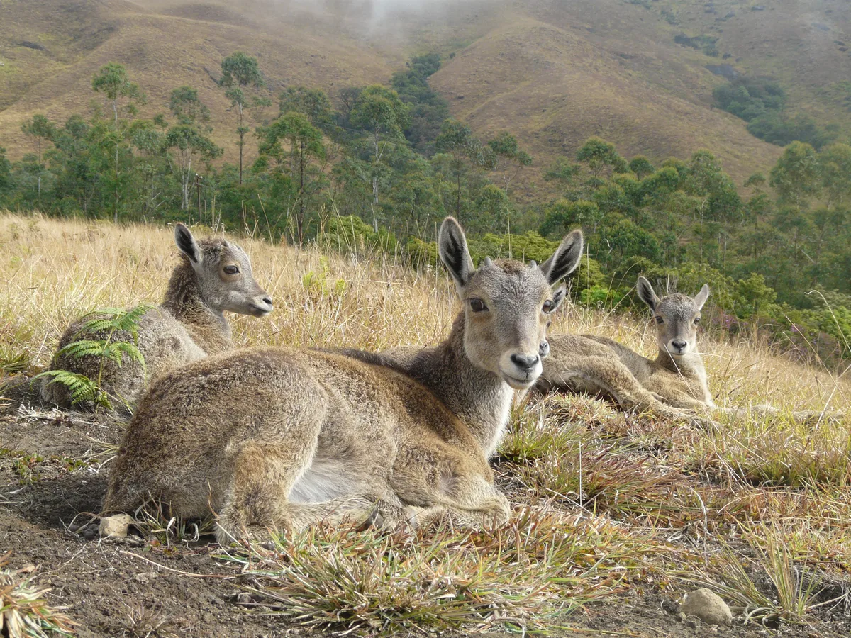 Three young Nilgiri tahr resting in the high grassland of Eravikulam National Park, the endangered species the park was created to protect