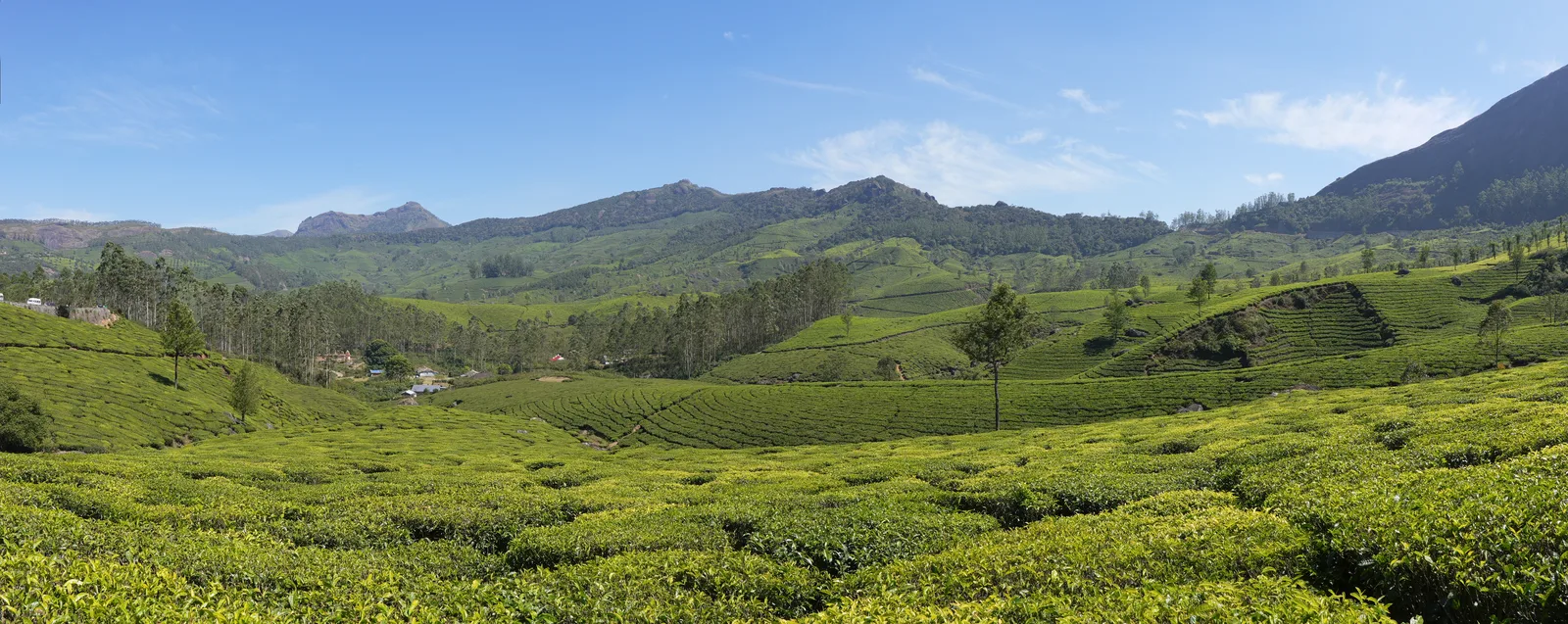 Tea gardens rolling over the hills at Lockhart, near Munnar