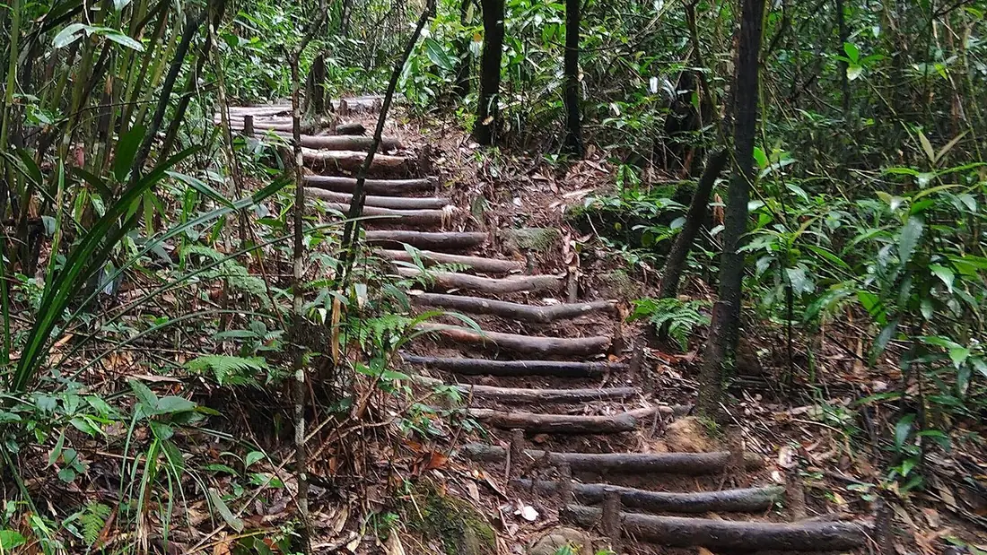 A stepped forest trail of logs and stone climbing through dense green forest near Sohra, Meghalaya